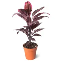 Cordyline fruticosa Rumba terrariumplant | kleurrijk blad | 12 cm pot | 36 cm hoog