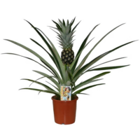 Ananas Champaca terrariumplant | 12 cm pot | 30 cm hoog