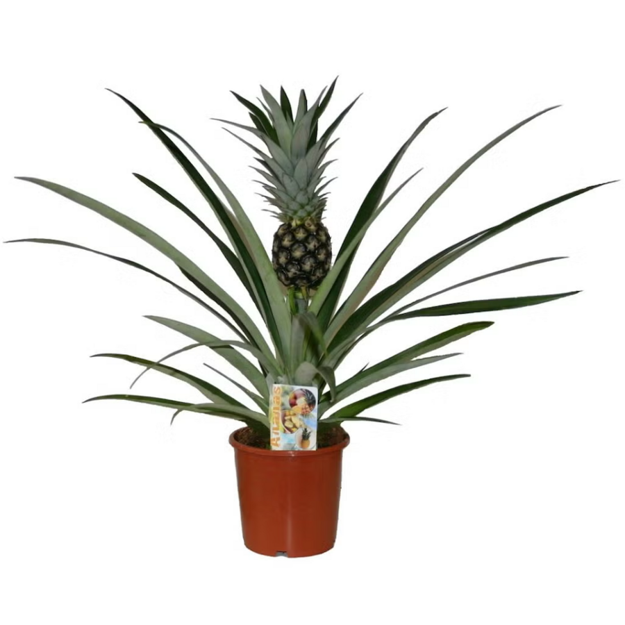 Ananas Champaca terrariumplant | 12 cm pot | 30 cm hoog