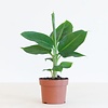 Musa Tropicana bananenplant | 12 cm pot | 35 cm hoog