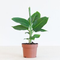Musa Tropicana bananenplant | tropische terrariumplant voor huis en woonkamer | 12 cm pot | 35 cm hoog