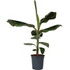 Musa Dwarf Cavendish bananenplant | 21 cm pot | 70 cm hoog