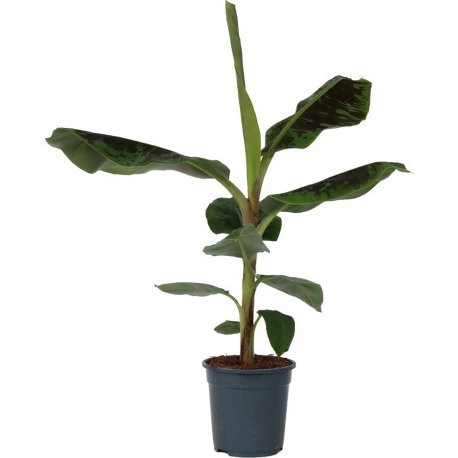 Musa Dwarf Cavendish bananenplant | 21 cm pot | 70 cm hoog bij levering