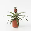 Ananas Mi Amigo | 12 cm pot | 25 cm hoog