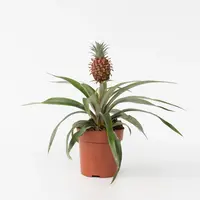 Ananas Mi Amigo terrariumplant en kamerplant | 12 cm pot | 25 cm hoog bij levering