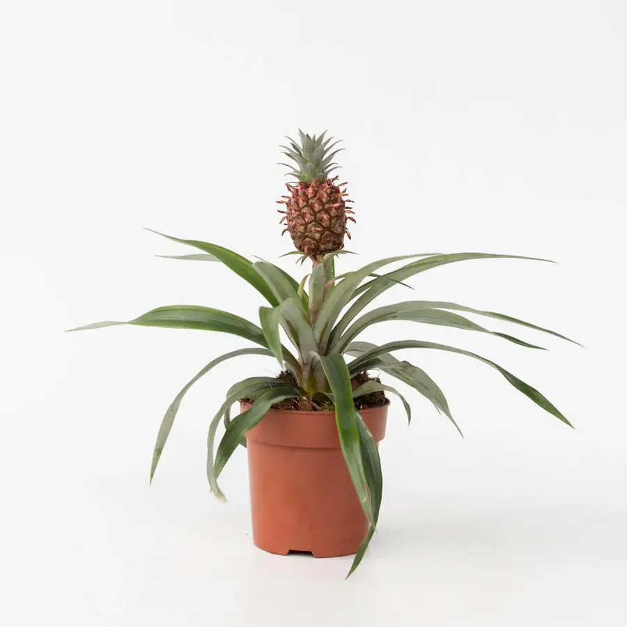 Ananas Mi Amigo terrariumplant en kamerplant | 12 cm pot | 25 cm hoog bij levering