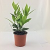 Laurier (Laurus nobilis) - 10 cm pot - ca. 25 cm hoog