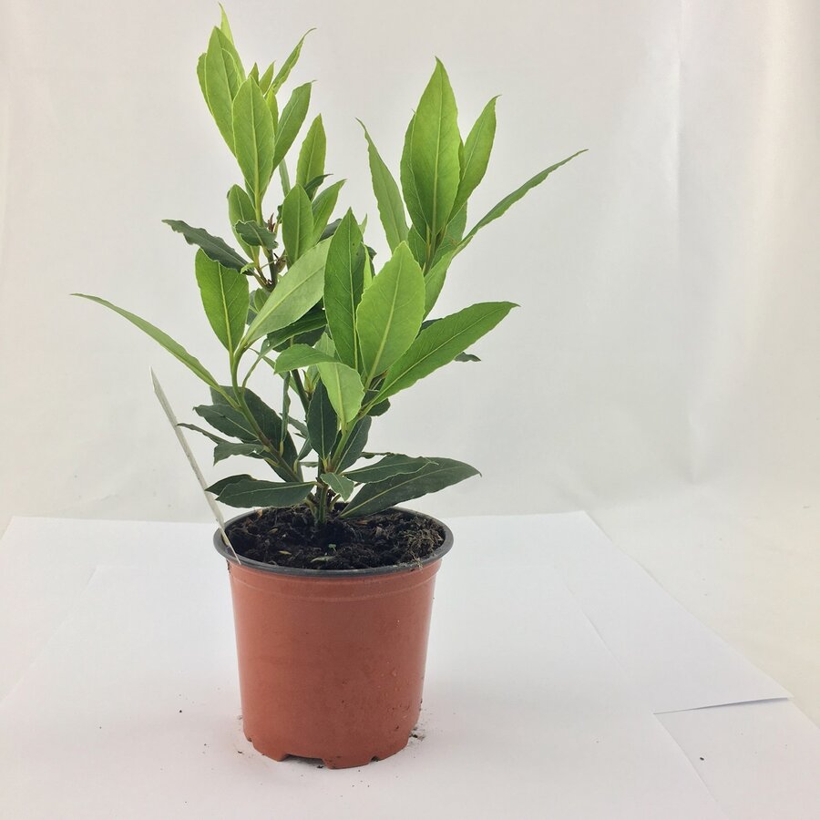 Laurier (Laurus nobilis) - Aromatische mediterrane kruidenplant - 10 cm pot - ca. 25 cm hoog