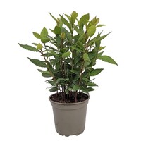 Laurier (Laurus nobilis) - Aromatische mediterrane kruidenplant - 14 cm pot - ca. 45 cm hoog