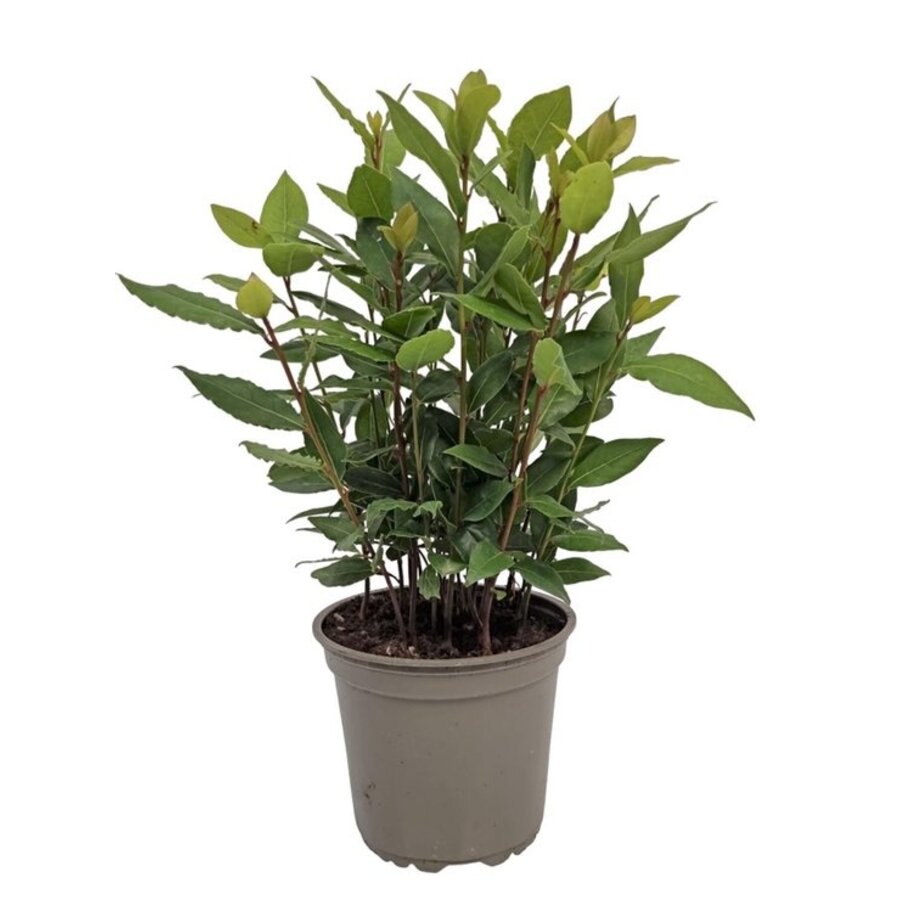 Laurier (Laurus nobilis) - Aromatische mediterrane kruidenplant - 14 cm pot - ca. 45 cm hoog