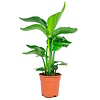Strelitzia Nicolai | 50 cm hoog | 13 cm pot
