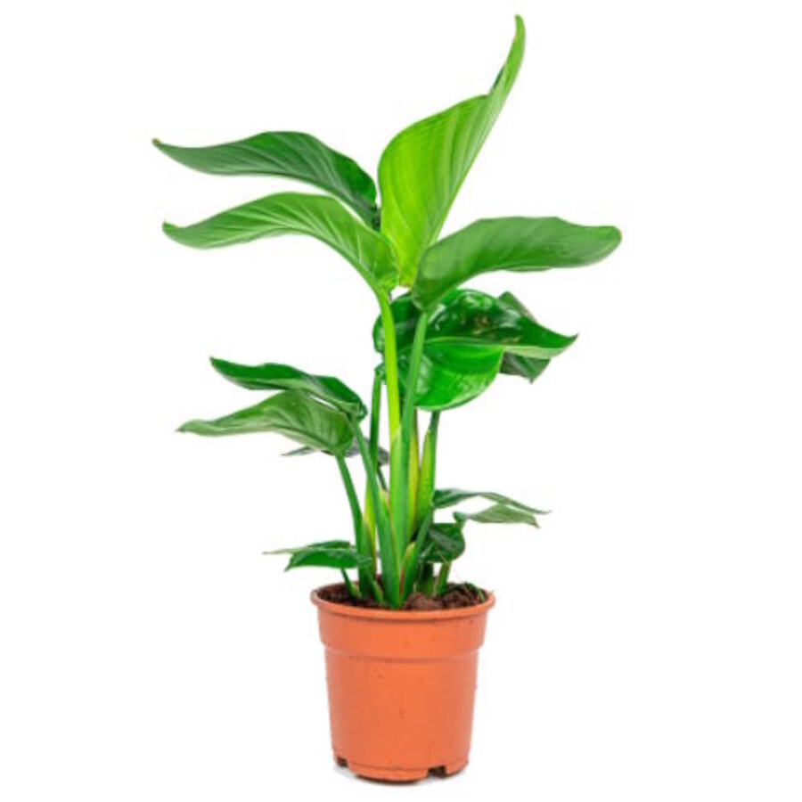 Strelitzia Nicolai | tropische blikvanger | 13 cm pot | 50 cm hoog