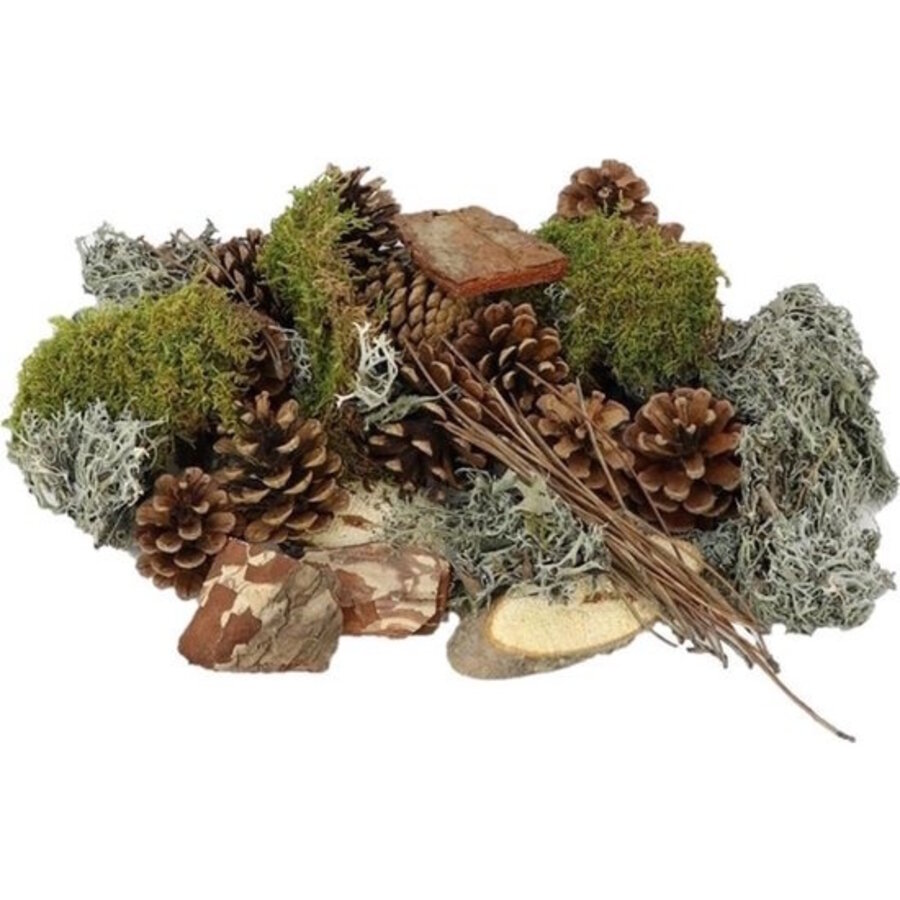 Forest Mix XL mos en dennenappels | compleet pakket voor mos terrarium en decoratie