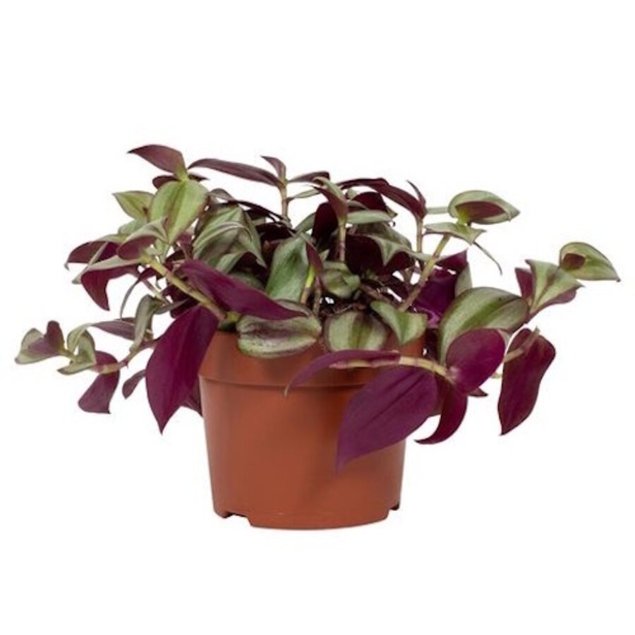 Tradescantia zebrina terrariumplant en kamerplant | 9 cm pot | ca. 15 cm hoog bij levering