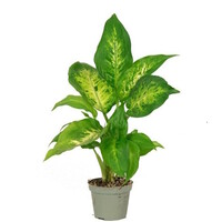 Dieffenbachia compacta terrariumplant | 9 cm pot | 35 cm hoog bij levering