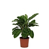 Calathea Zebrina | 7 cm pot | 21 cm hoog