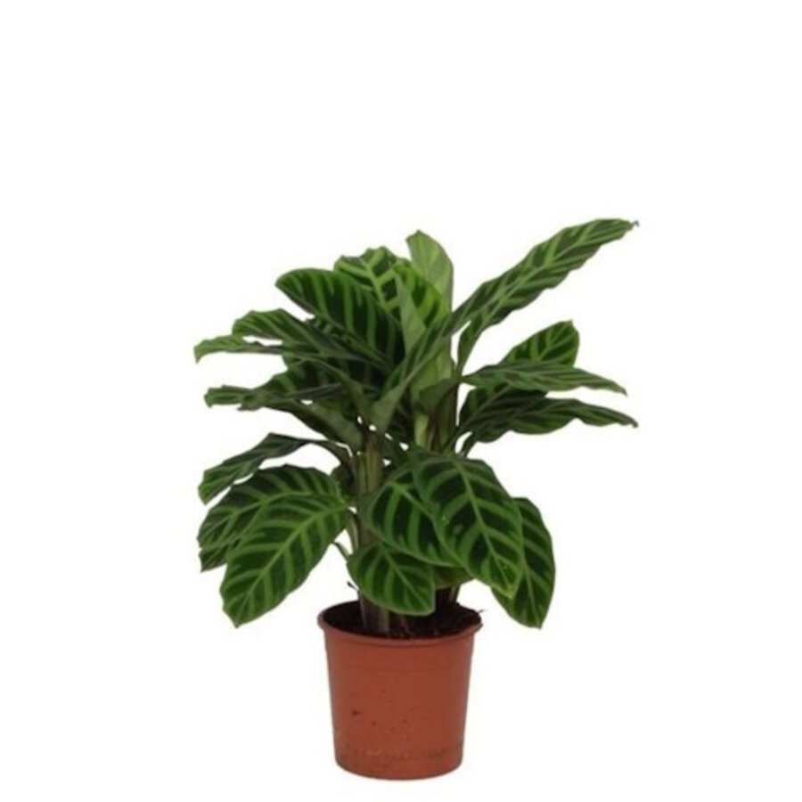 Calathea Zebrina terrariumplant | zebraplant met opvallende bladstrepen | 7 cm pot | 21 cm hoog