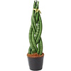 Gevlochten Sansevieria cylindrica Twist | 10 cm pot | 25 tot 30 cm hoog