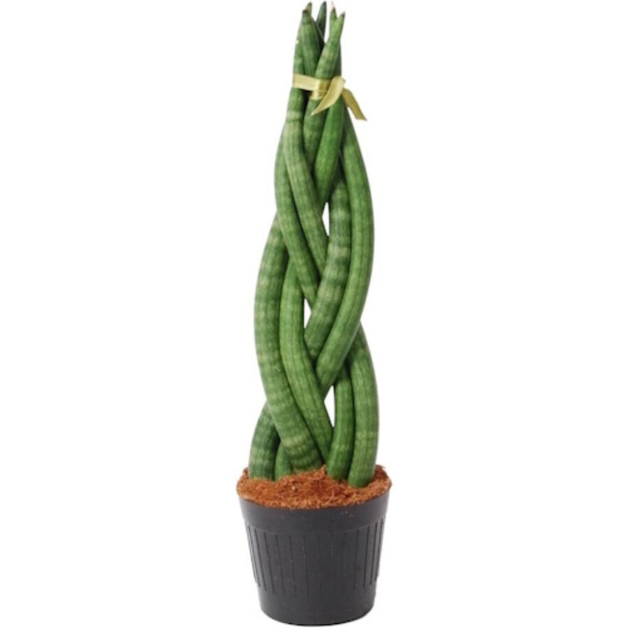 Gevlochten Sansevieria cylindrica Twist | terrariumplant en kamerplant | 10 cm pot | 25 tot 30 cm hoog