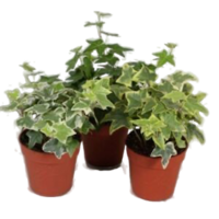 Hedera gemengd | Mix van klimop terrarium en kamerplanten | Per stuk | 9 cm pot | ca. 10 cm hoog bij levering