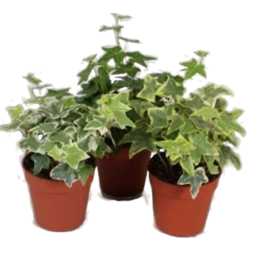 Hedera gemengd | Mix van klimop terrarium en kamerplanten | Per stuk | 9 cm pot | ca. 10 cm hoog bij levering