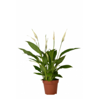 Spathiphyllum Chopin - Terrariumplant 9 cm pot, circa 30 cm hoog