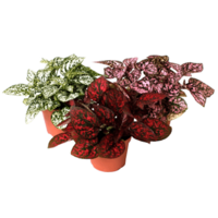 Hypoestes phyllostachya mix – per stuk, 8 cm pot, 12 cm hoog