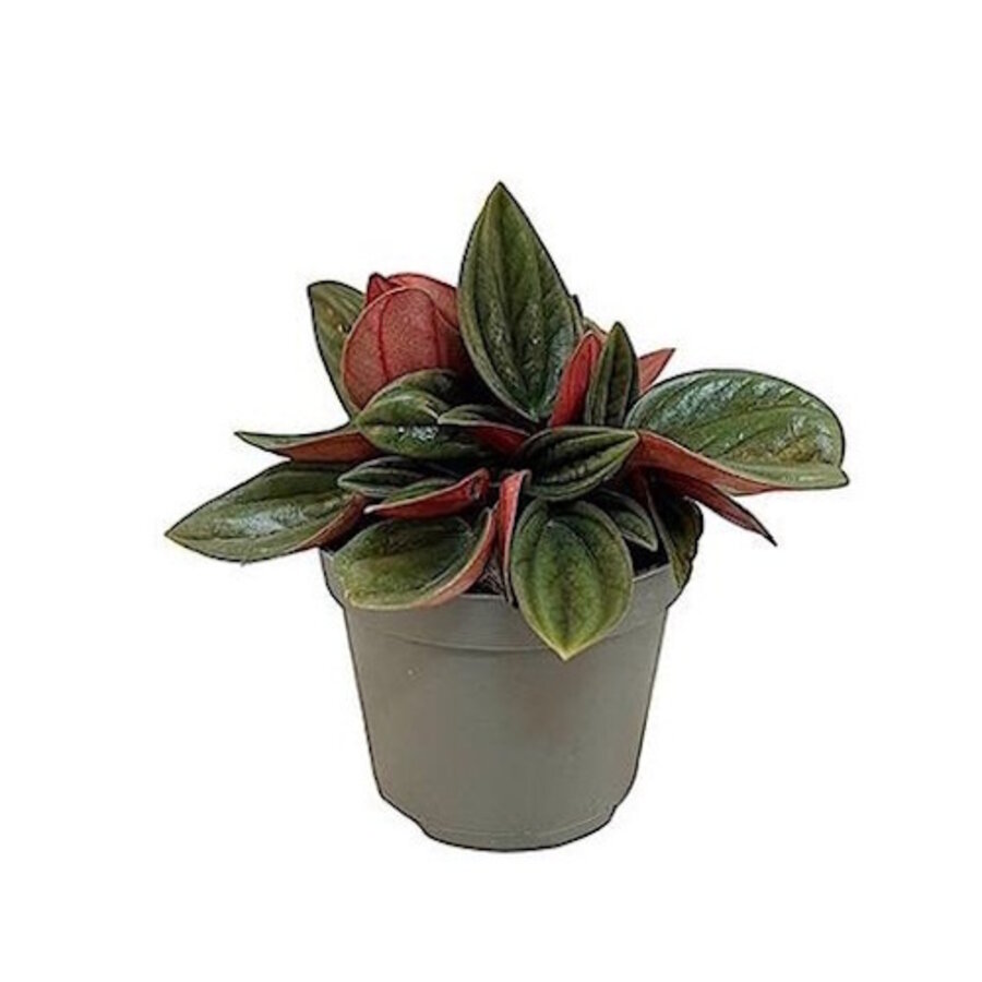 Peperomia caperata ‘Rosso’ in 5 cm pot – compacte mini kamer- of terrariumplant