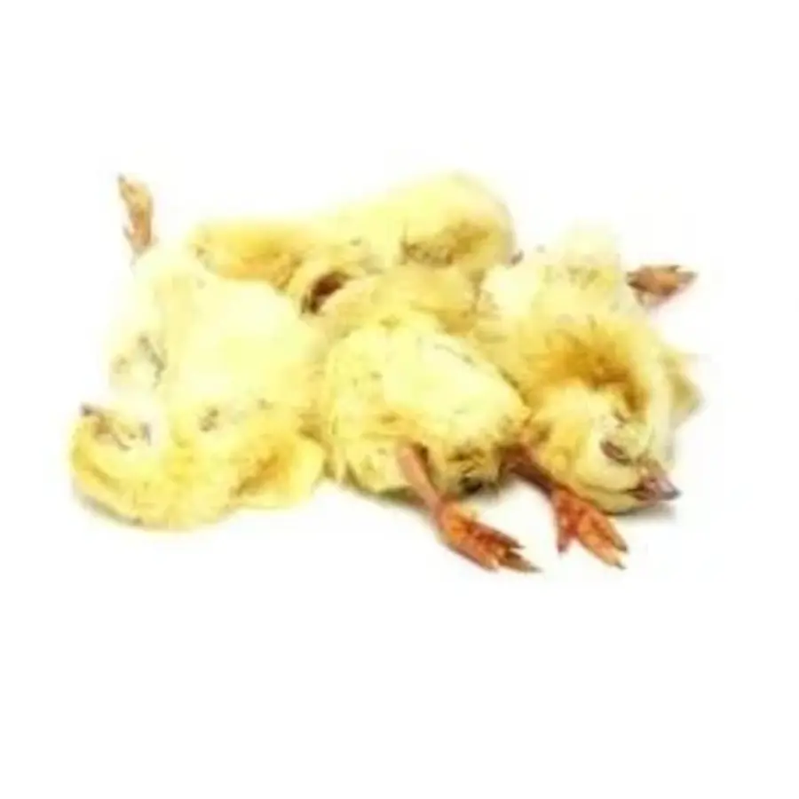 Diepvries eendagskuikens 1 kg voordeelverpakking | hele prooidieren voor carnivoren