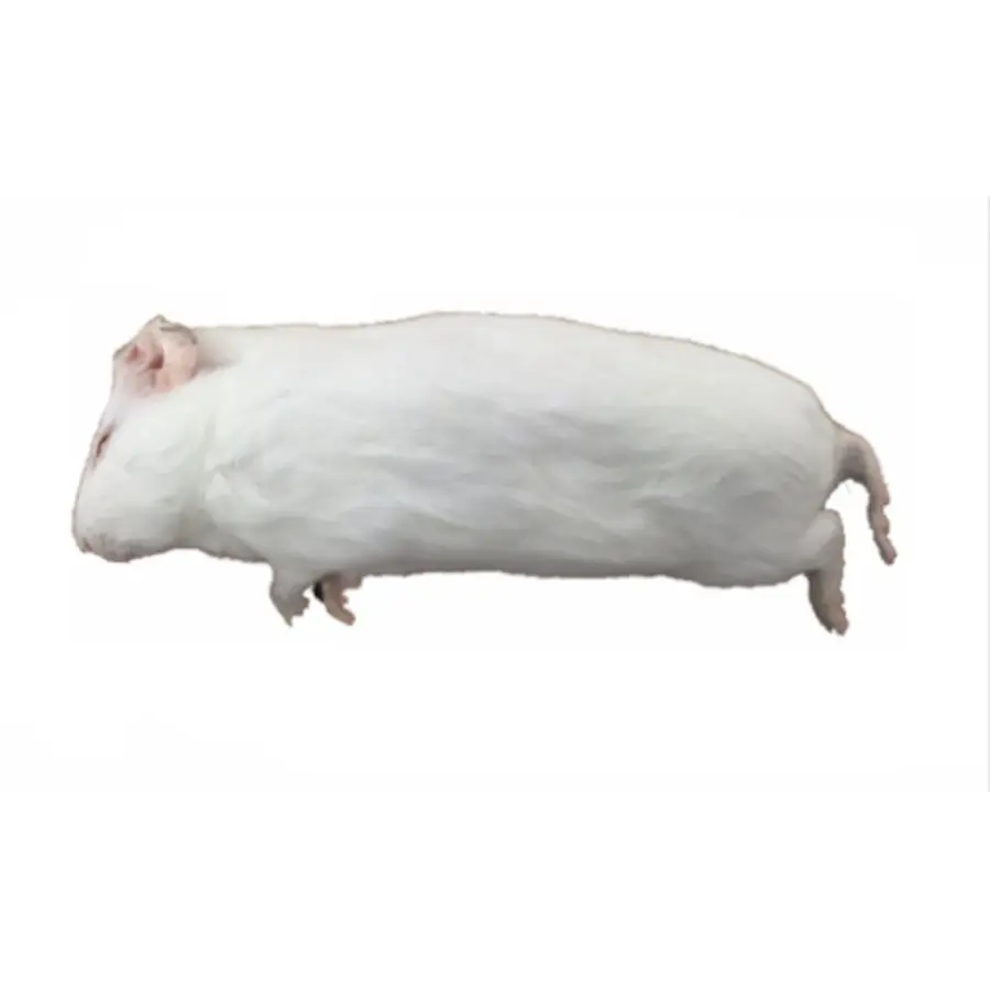 Diepvries cavia 200-500 gram voor reptielen en roofvogels