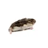 Diepvries hamster volwassen 20–50 gram