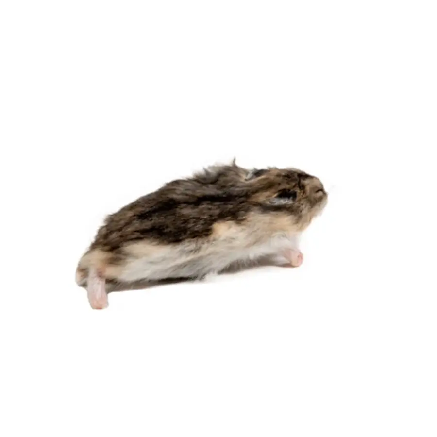 Diepvries hamster volwassen | 20–50 gram per stuk | volledige prooi