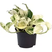 Epipremnum Happy Leaf | In 12 cm pot