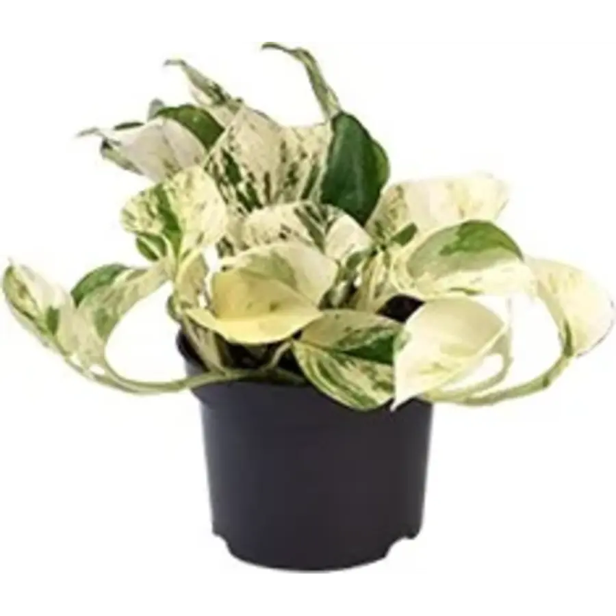 Epipremnum Happy Leaf | In 12 cm pot