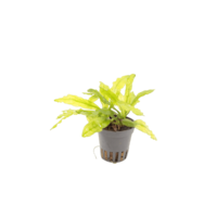 Echinodorus Major/ Martii in 5 cm pot