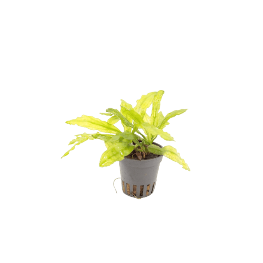 Echinodorus Major/ Martii in 5 cm pot