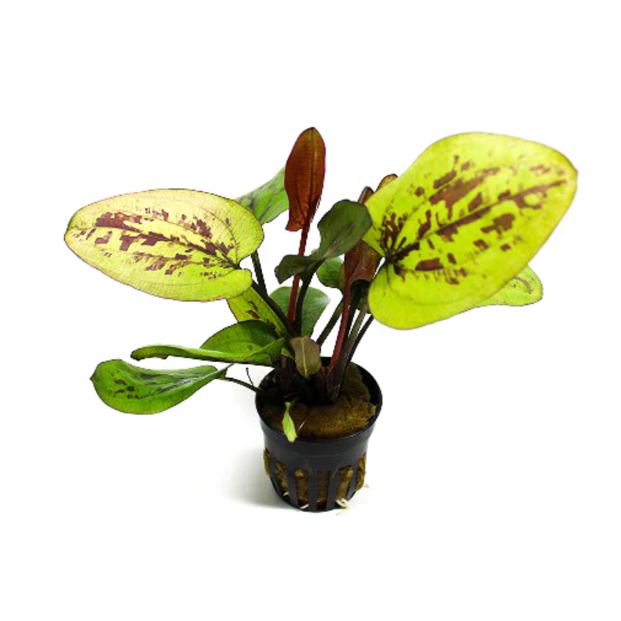 Echinodorus chocolate marble | Zwaardplant | in 5 cm pot