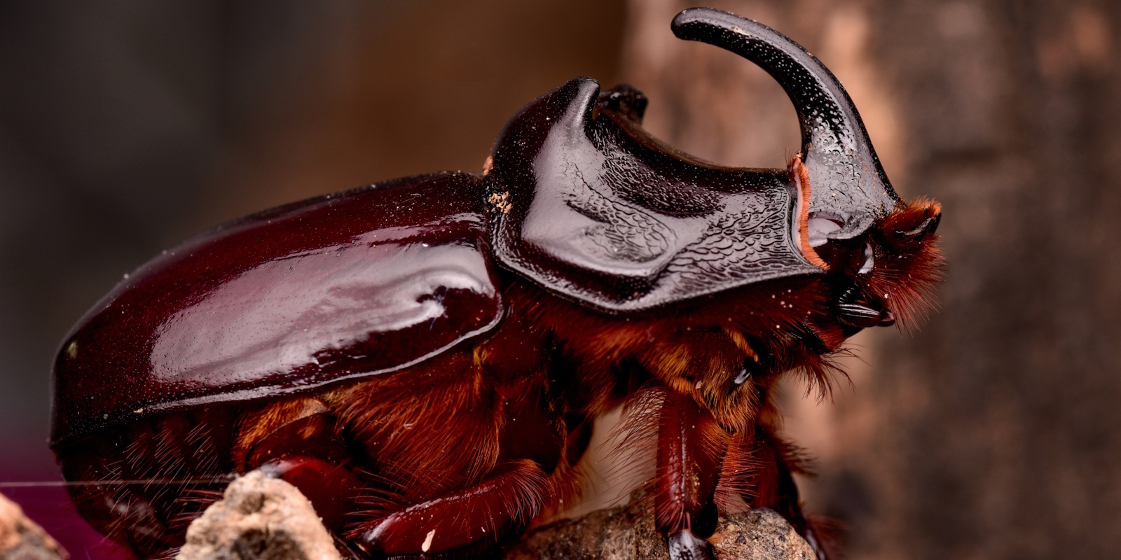 Oryctes spp. neushoornkever caresheet - houden en verzorgen thuis