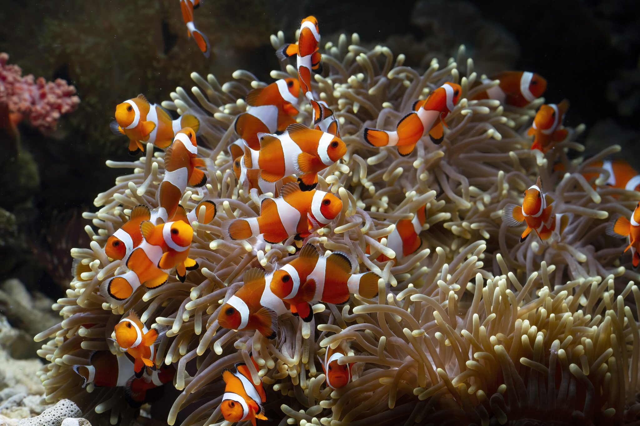Driebandanemoonvis (Amphiprion ocellaris) volledige caresheet