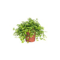Peperomia rotundifolia terrariumplant | 12 cm hoog | in 8 cm pot