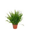 Nephrolepis Green Moment | 9 cm pot | 15 cm hoog