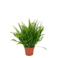 Nephrolepis Green Moment | compacte terrarium varen | 9 cm pot | 15 cm hoog