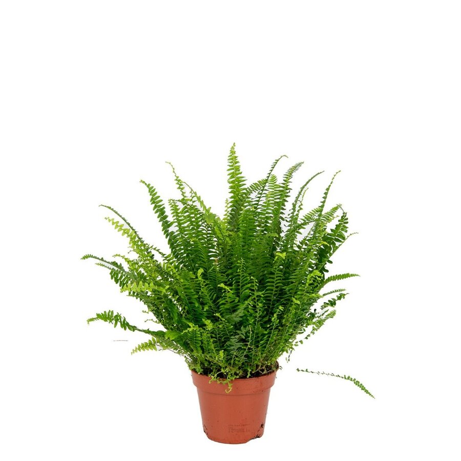 Nephrolepis Green Moment | compacte terrarium varen | 9 cm pot | 15 cm hoog