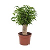 Ficus Natasja | 12 cm pot | 30 cm hoog