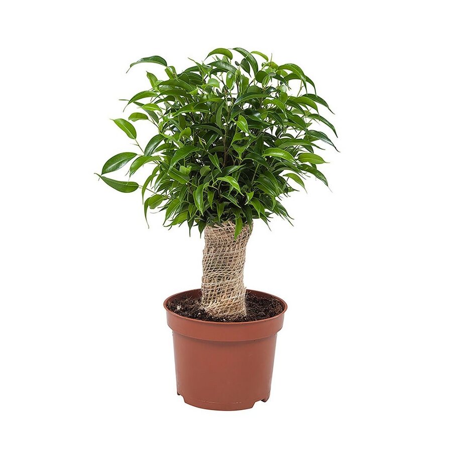 Ficus Natasja terrariumplant en kamerplant | 12 cm pot | 30 cm hoog