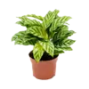Calathea Freddie | 7 cm pot | 15 cm hoog