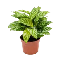 Calathea Freddie terrariumplant | 7 cm pot | 15 cm hoog