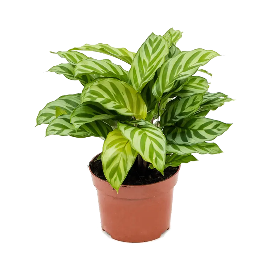 Calathea Freddie terrariumplant | 7 cm pot | 15 cm hoog