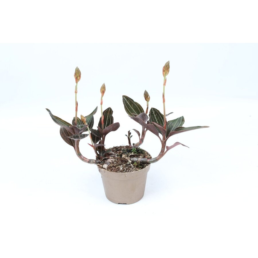 Aardorchidee (Ludisia discolor) | terrariumplant en kamerplant | 9 cm pot | ±15 cm hoog