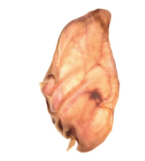 Comfy Appetit Gedroogd varkensoor hondensnack per stuk &VerticalLine; natuurlijke kauwsnack voor honden